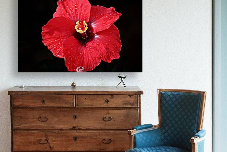 Red Hibiscus on Black by Photography and Digital Art By Colleen