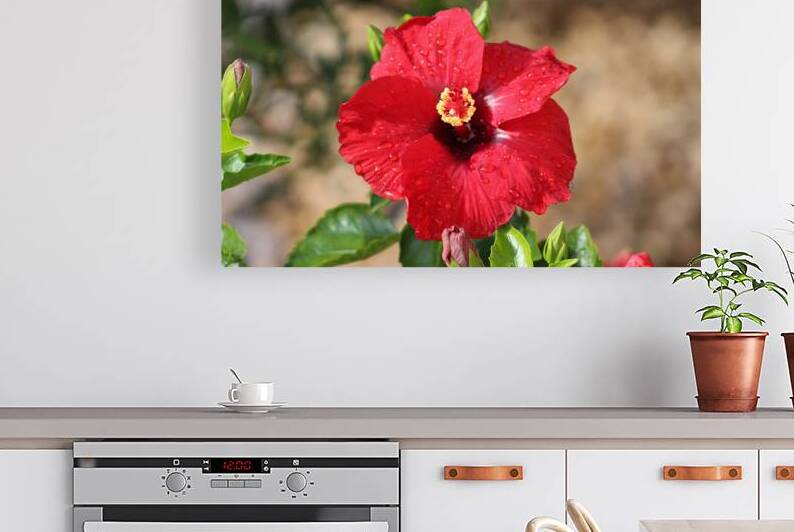 Red Hibiscus After the Rain by Photography and Digital Art By Colleen