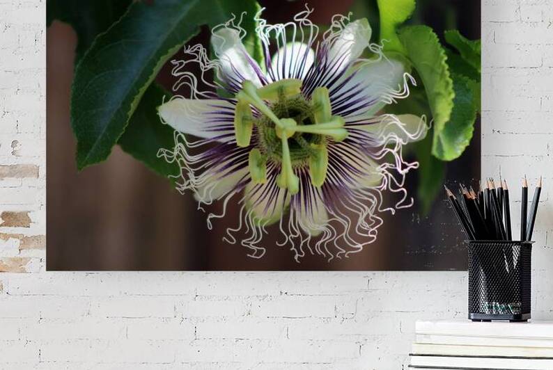 Passion Flower by Photography and Digital Art By Colleen