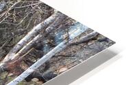 Birch Trees HD Metal print