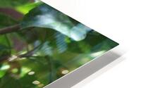 Salmon Hibiscus HD Metal print