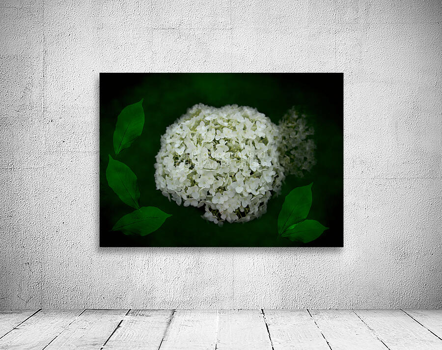 Hydrangea Digital Art Wall Preview