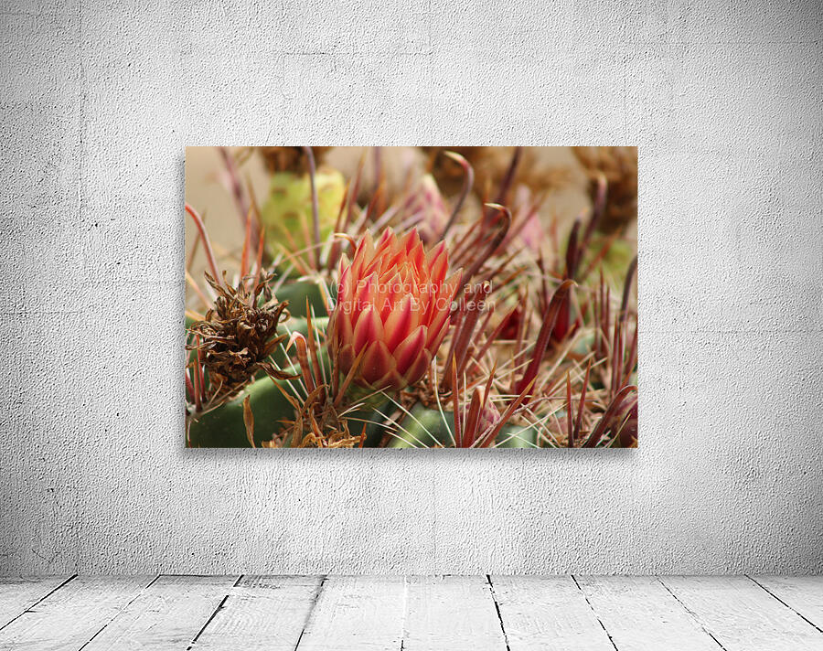 Closeup of Red Cactus Blossom Wall Preview