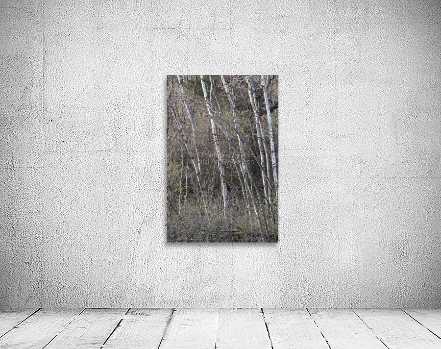 Birch Trees Wall Preview
