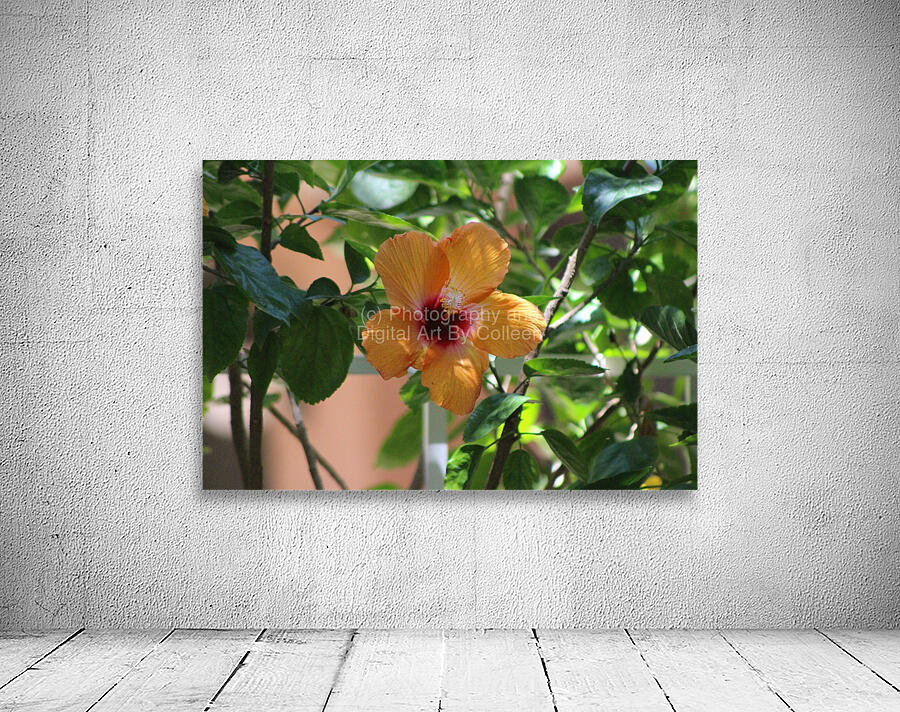 Salmon Hibiscus Wall Preview