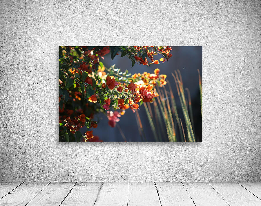 Salmon Bougainvillea in Sunlight Landscape Wall Preview