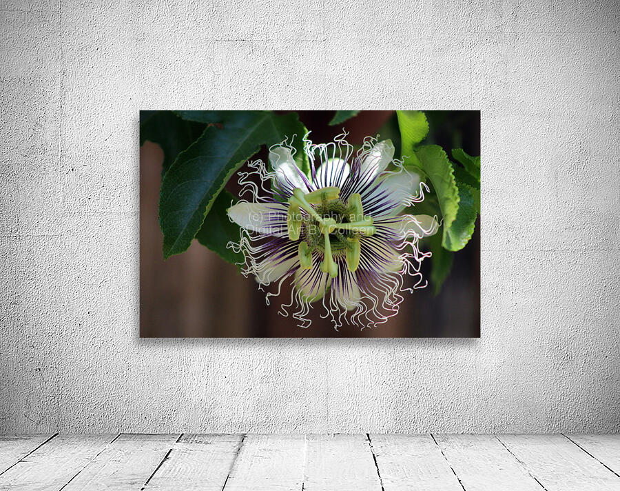 Passion Flower Wall Preview