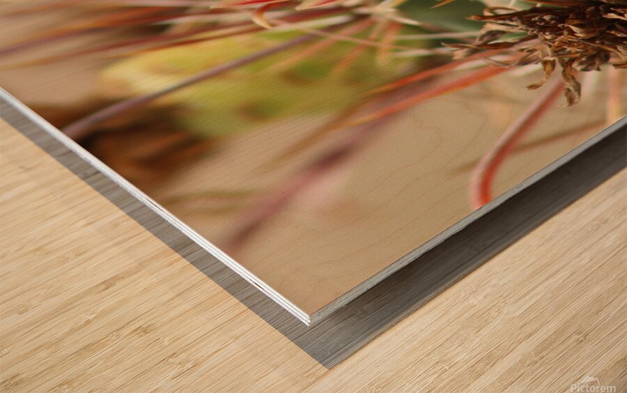 Closeup of Red Cactus Blossom Wood print