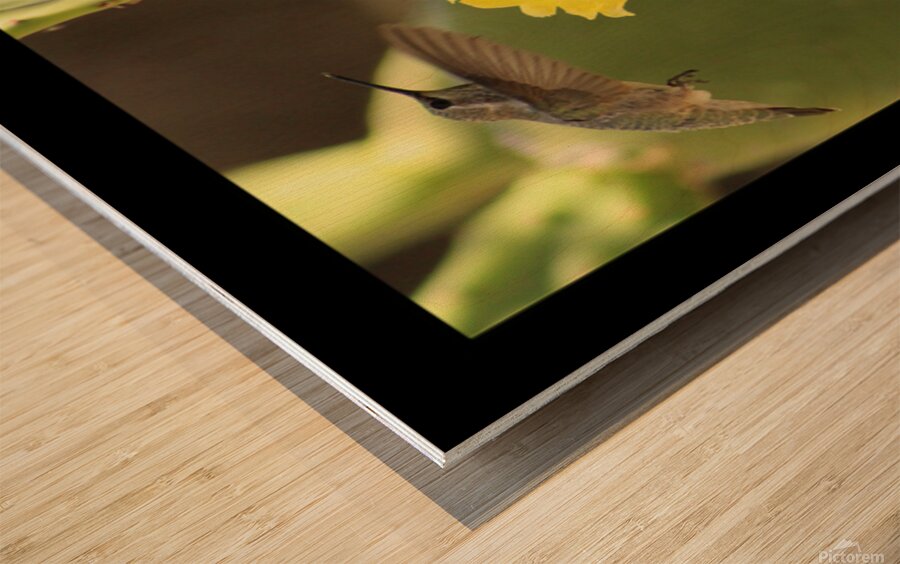 Hummingbird On Yellow Cactus Blossom Triptych Wood print