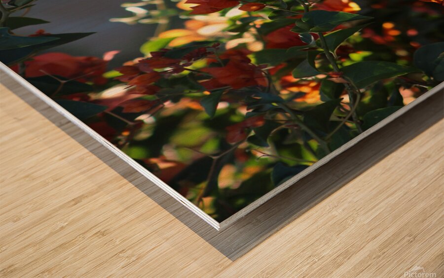 Salmon Bougainvillea in Sunlight Landscape Wood print