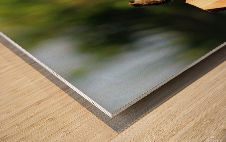 Sparrows on a Fence Wood print