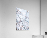  DSC1783 Acrylic Print