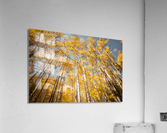  DSC7966 Acrylic Print
