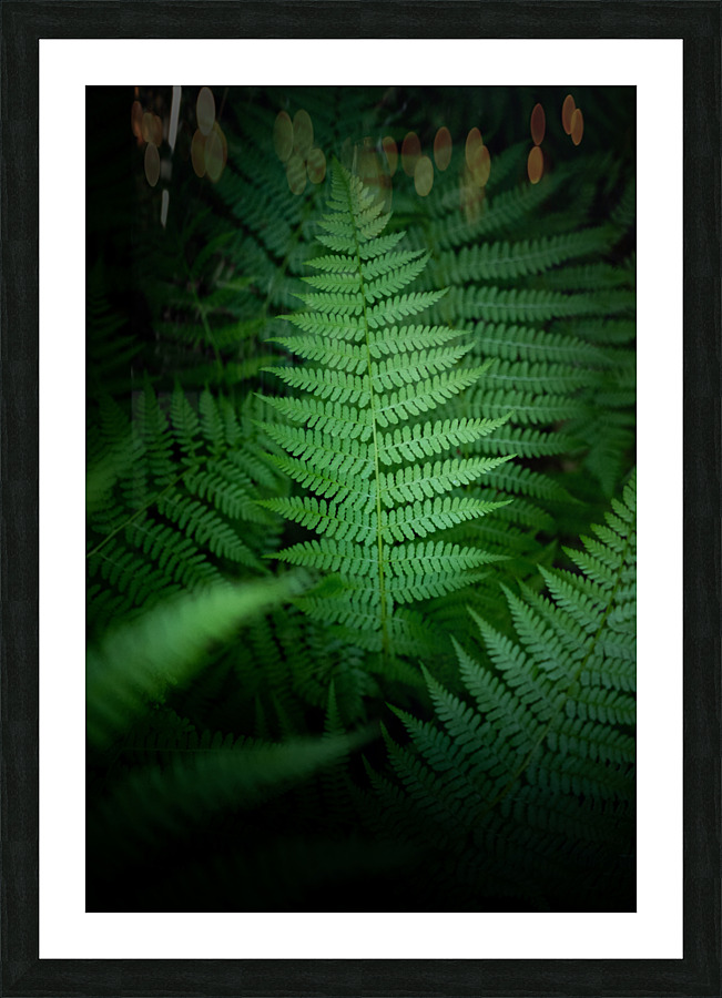  DSC4924 3 Picture Frame print