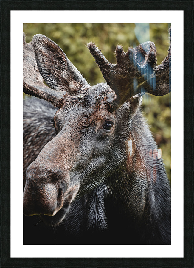  DSC6042 Picture Frame print