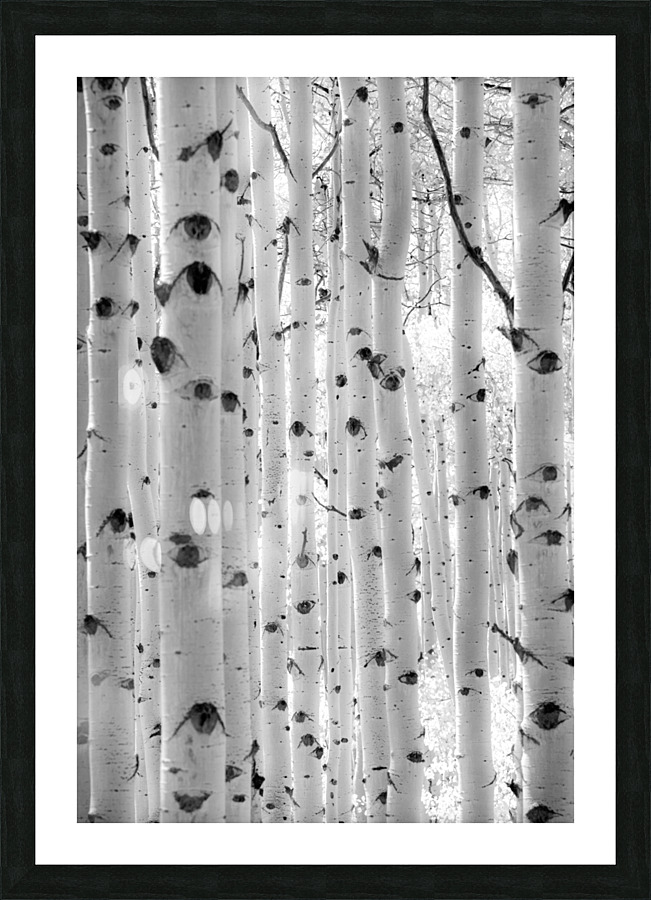  DSC7981 Picture Frame print