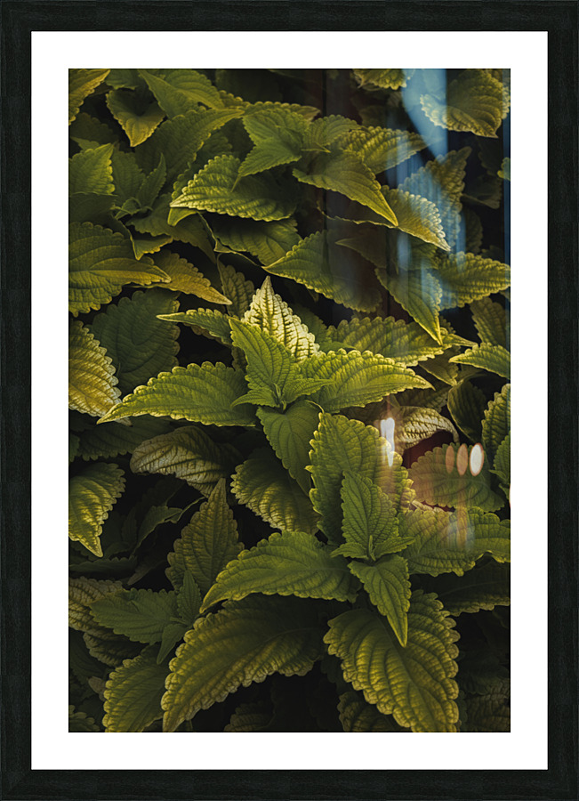 P1233749 Picture Frame print