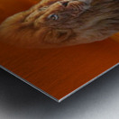 art LIONS roar AA Metal print