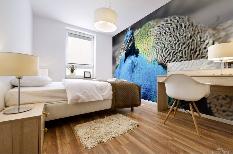 Peacock 2 Mural print
