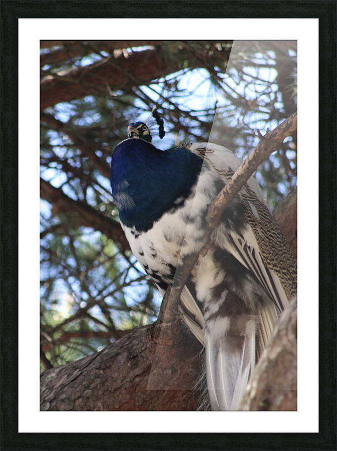 White Peacock Picture Frame print