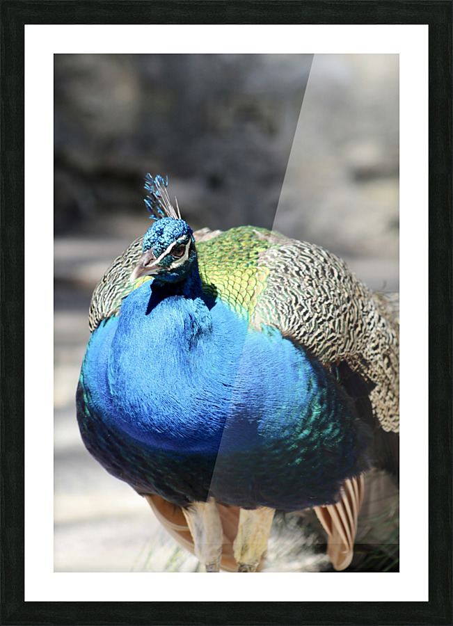Peacock 2 Picture Frame print