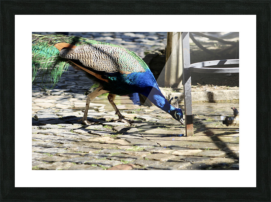 Peacock Drinking Water Picture Frame print
