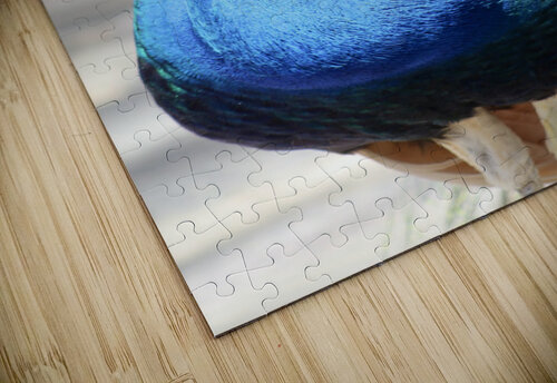 Peacock 2 Home Photography puzzle