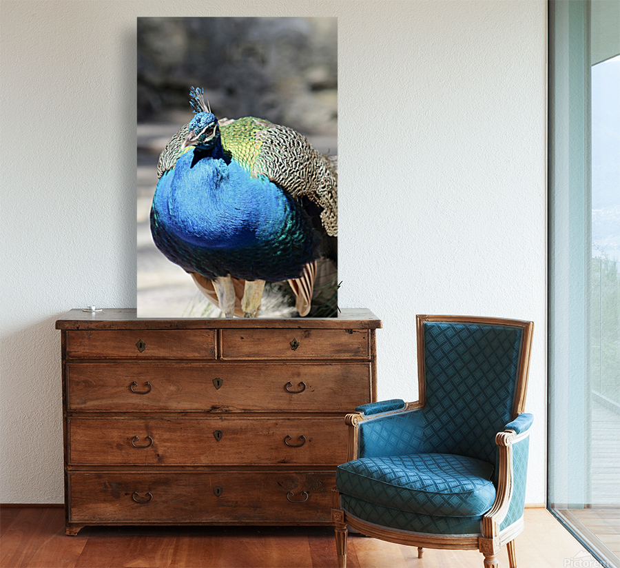Peacock 2 Reproduction