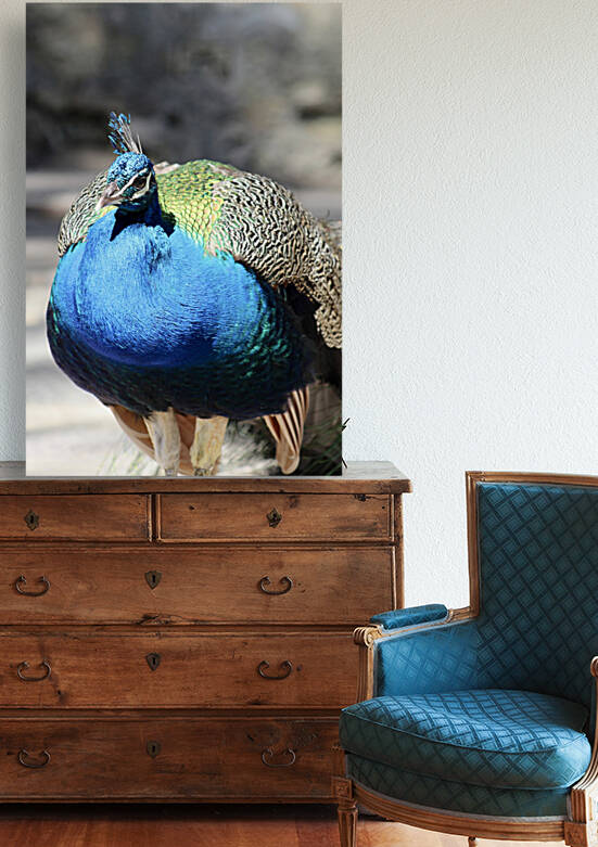 Peacock 2 by Home Photography