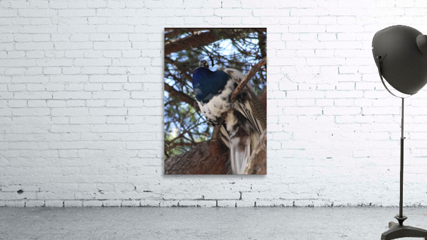 White Peacock Wall Preview