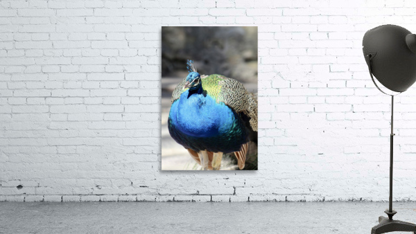Peacock 2 Wall Preview