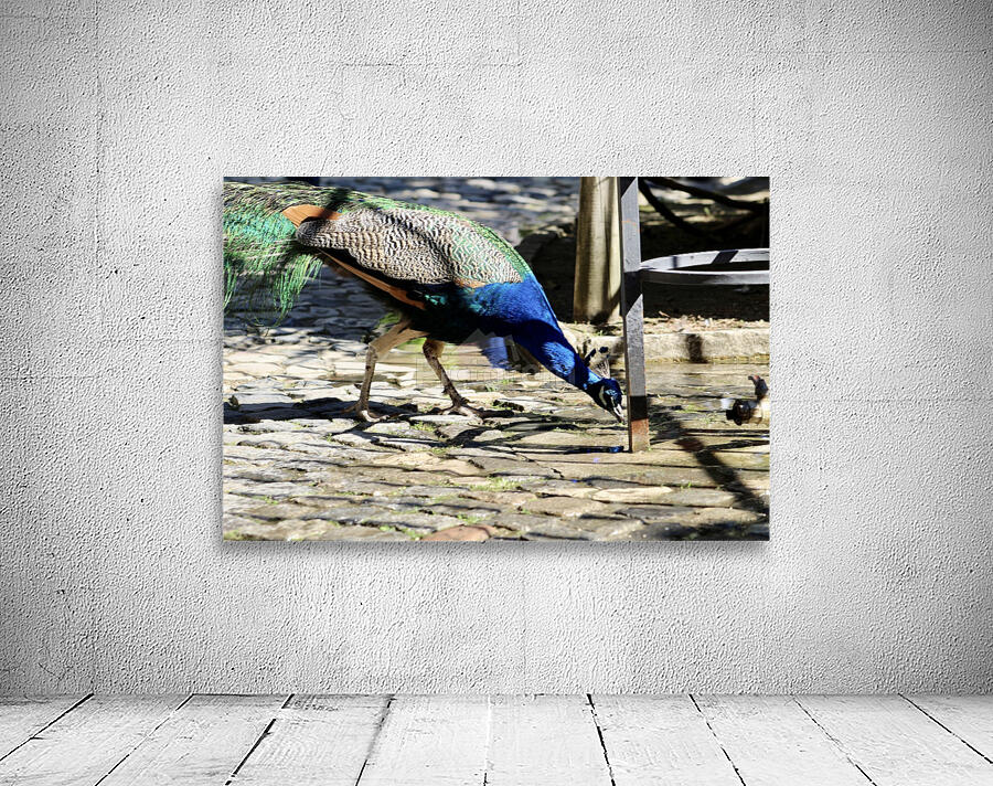 Peacock Drinking Water Wall Preview