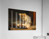 Cute Kitten Realistic Painting12 Acrylic Print