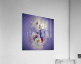 Daisies Acrylic Print