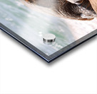 Maui Sea Turtle 2 Acrylic print