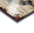 Maui Sea Turtle 3 Acrylic print