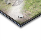 Wild donkey Parker Dam Arizona Acrylic print