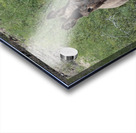 Wild donkey stand off Acrylic print