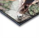 Split ear donkey Acrylic print