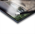 Donkeys in your mirror are closer than they appear Acrylic print