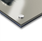 A burro named Stormy Acrylic print