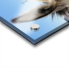 Oliver the Sheriff of Oatman -1 Acrylic print