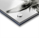 Oliver the Sheriff of Oatman - 2 Acrylic print