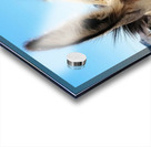 Oliver the Sheriff of Oatman -3 Acrylic print