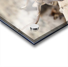 F3A5ABA5 DED2 4A0F 9CA3 F81AD213DC14 1 105 c Acrylic print