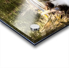 IMG 2442 Acrylic print