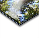 Tall Tall Trees Acrylic print