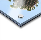 Saguaro blooms x 2 Acrylic print