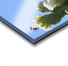 Saguaro Bloom Acrylic print