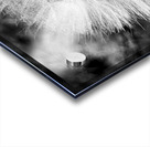 Dandelion Acrylic print